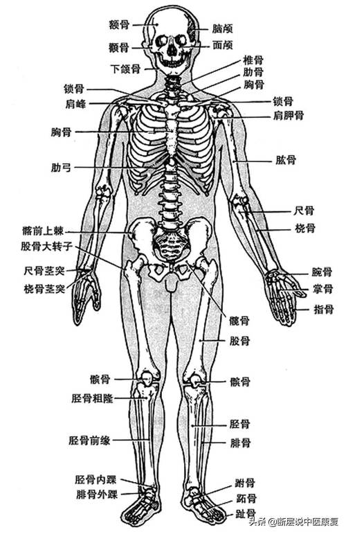 人体骨架结构图